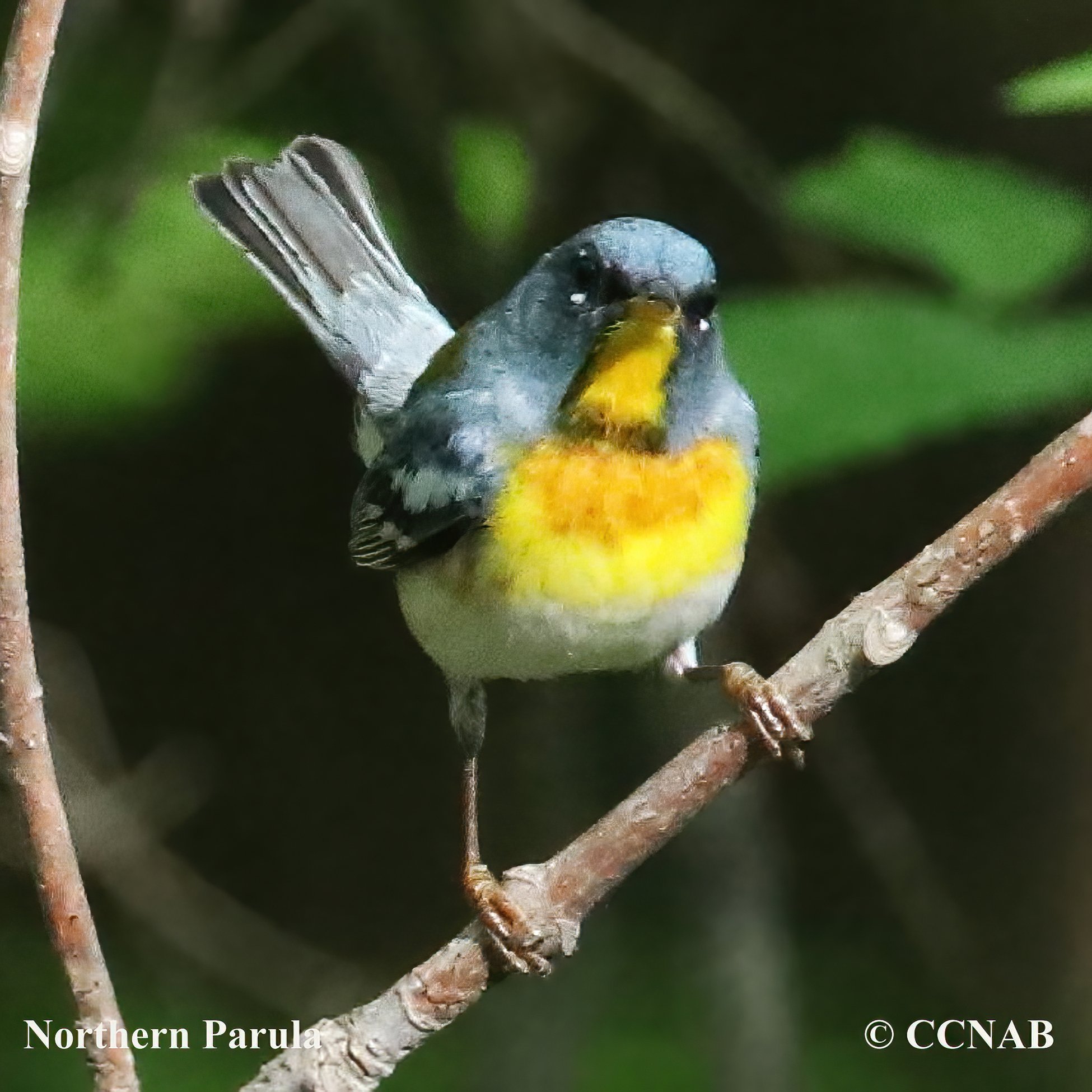 Northern Parula