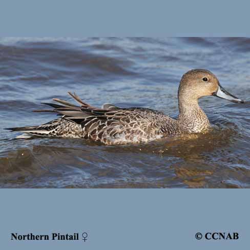 Birds of North America