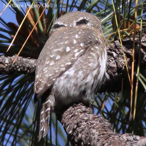 Birds of North America