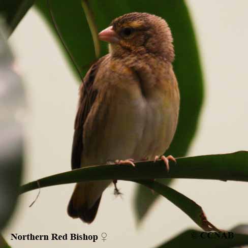 Northern Red Bishop