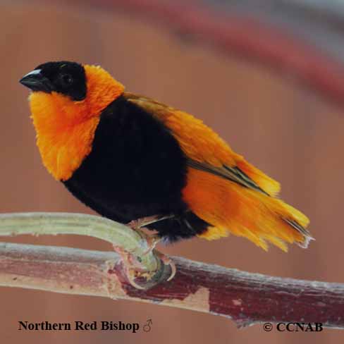 Northern Red Bishop