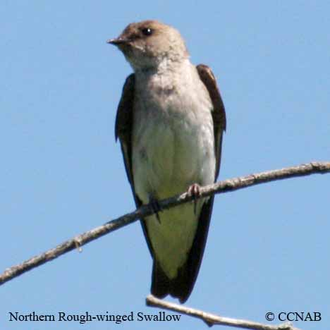 Birds of North America