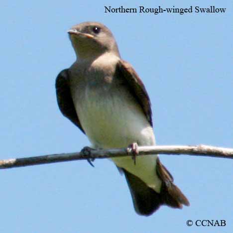 Northern Rough-winged Swallow