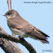 Northern Rough-winged Swallow