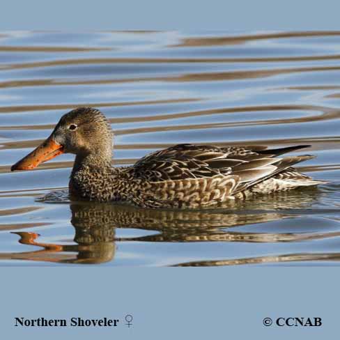 Northern Shoveler