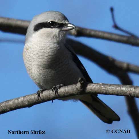 Birds of North America