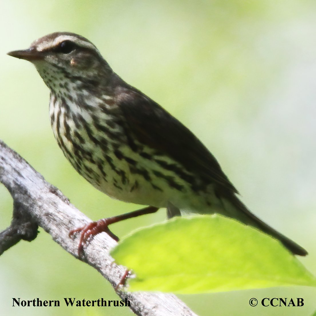 Northern Waterthrush