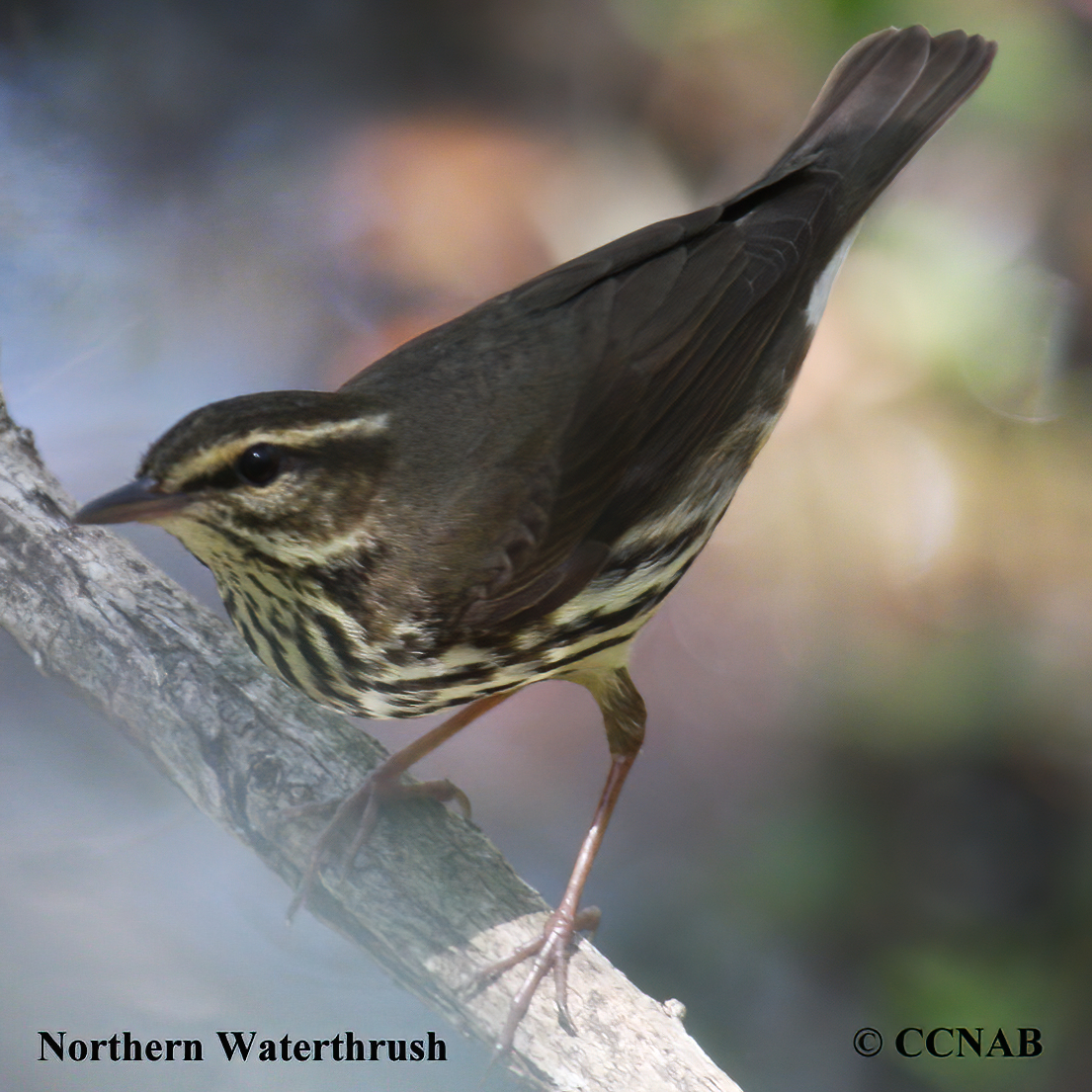 Birds of North America