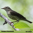 Northern Waterthrush range map