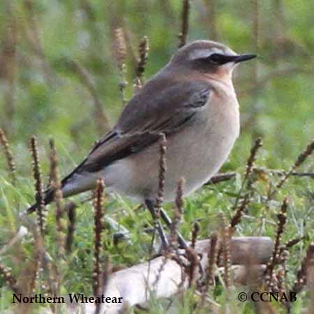 Birds of North America