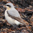 Northern Wheatear range map