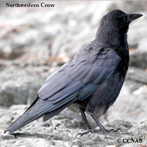 Northwestern Crow