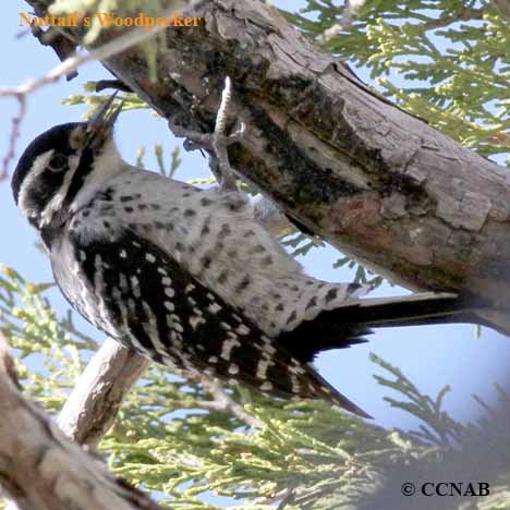 Birds of North America