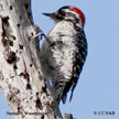 Nuttall'-s Woodpecker