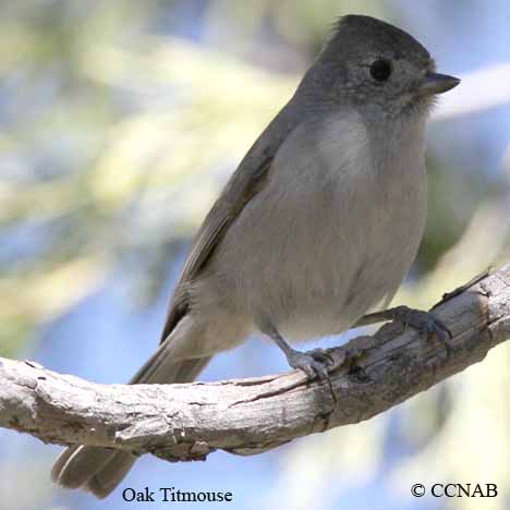 Oak Titmouse