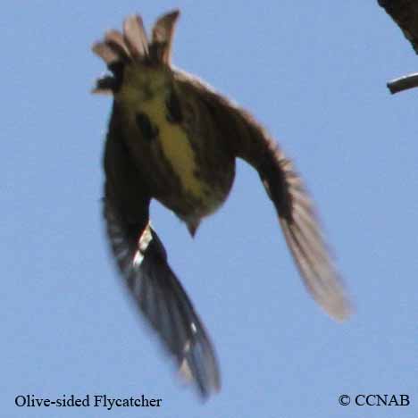 Olive-sided Flycatcher