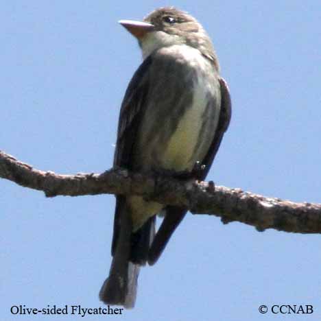 Olive-sided Flycatcher