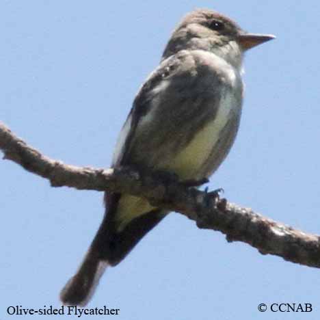 Olive-sided Flycatcher