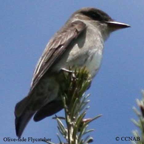 Olive-sided Flycatcher