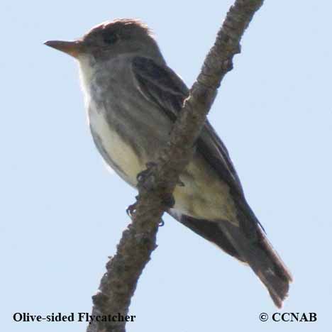 Olive-sided Flycatcher