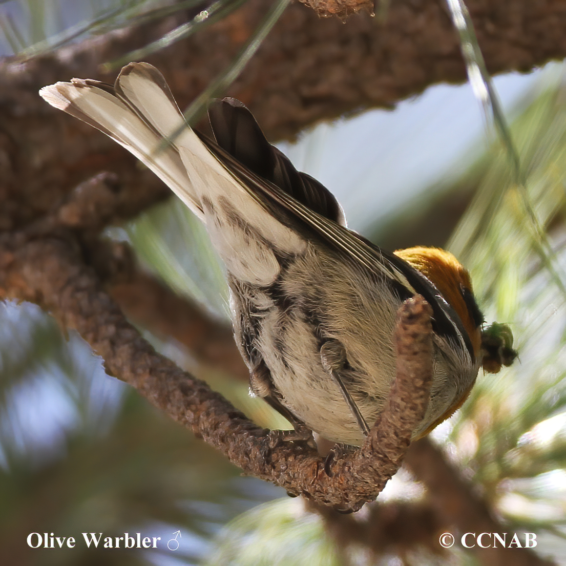 Olive Warbler