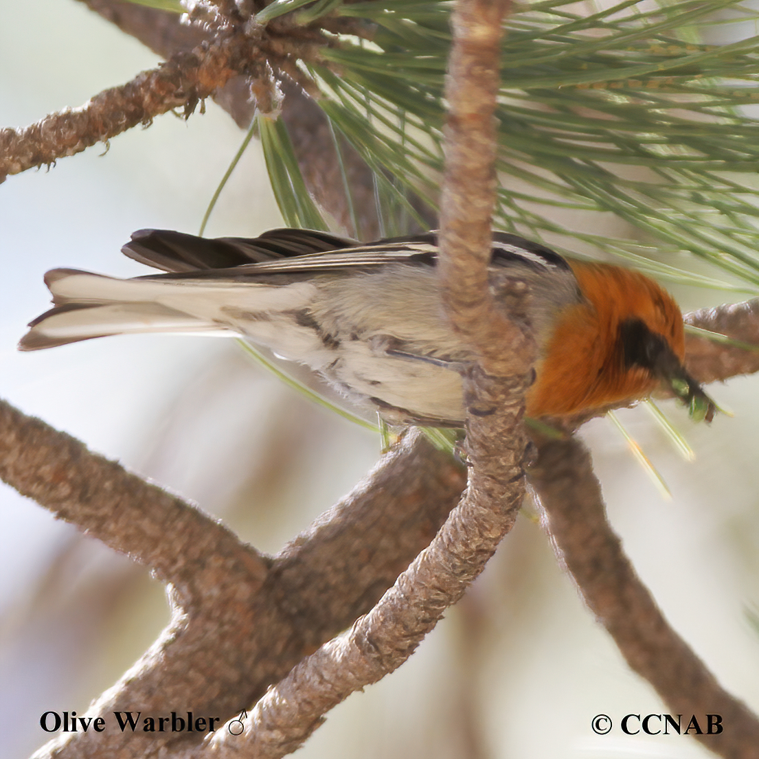 Olive Warbler