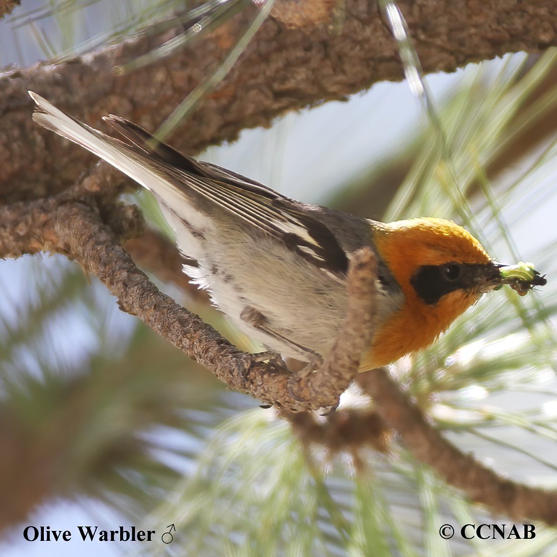 Birds of North America