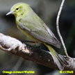 Orange-crowned Warbler range map