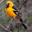 Orange colored Birds