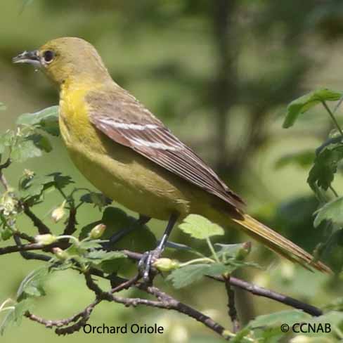 Birds of North America