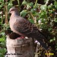 Oriental Turtle-Dove