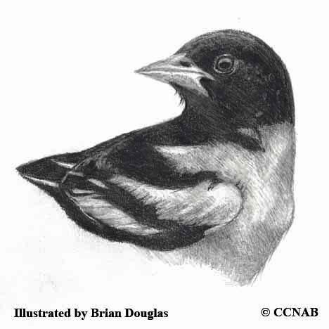 orioles