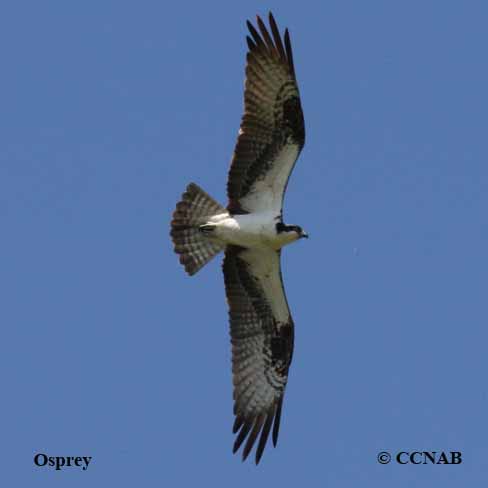 Birds of North America
