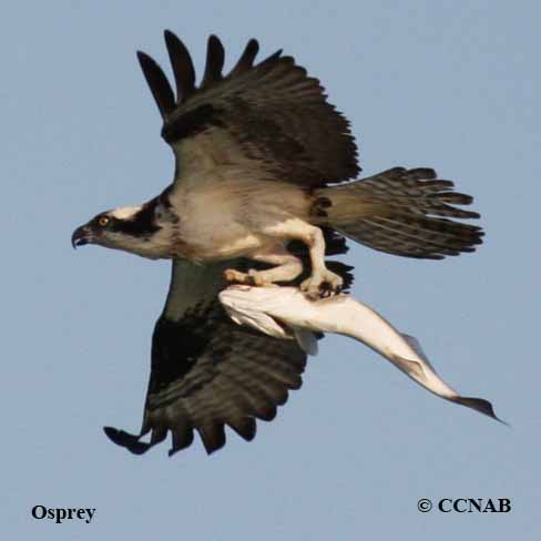 Birds of North America