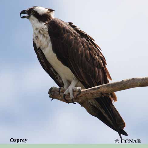 Osprey