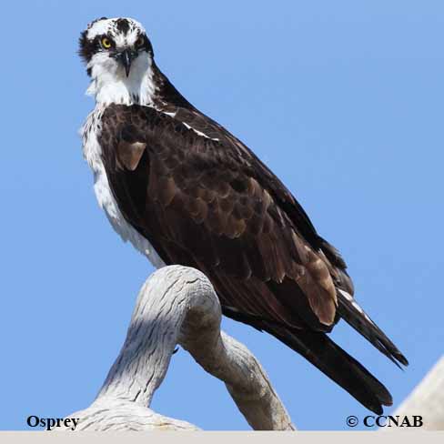 Osprey