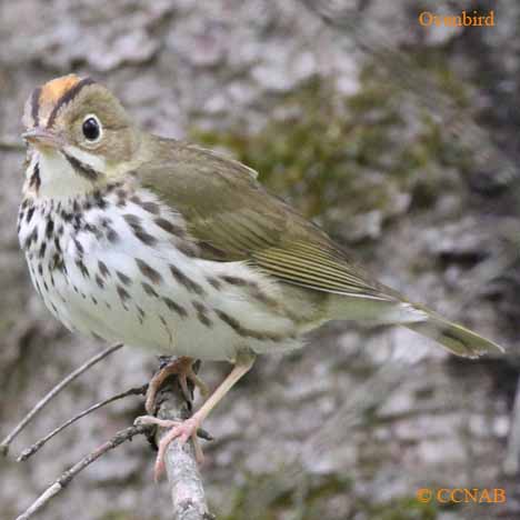 Birds of North America