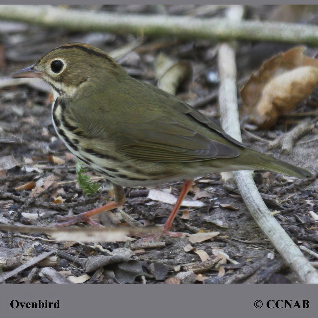 Birds of North America