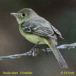 Pacific-slope Flycatcher