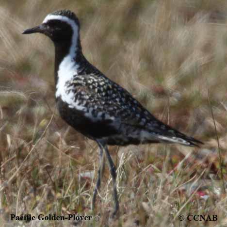 Birds of North America