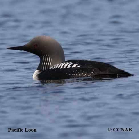 Birds of North America