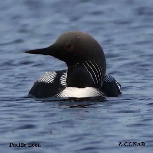 Birds of North America
