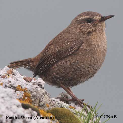 Pacific Wren (Aleutian)