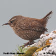 Pacific Wren (Aleutian) range map