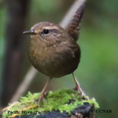 North American Wrens