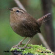 Pacific Wren (Pacific)