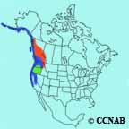 Pacific