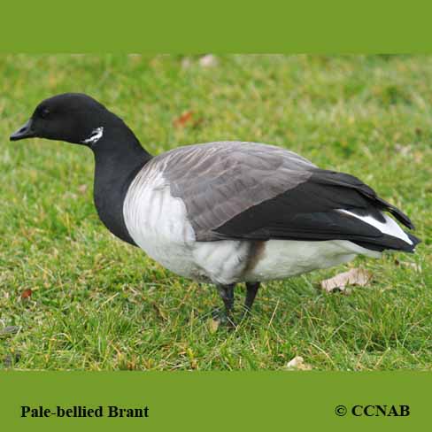 Brant (Pale-bellied)