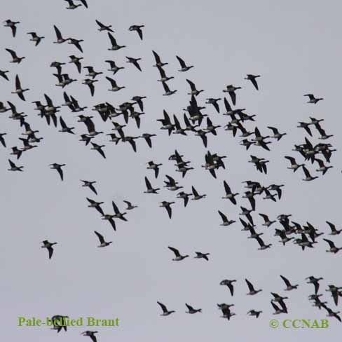 Birds of North America