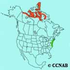 Brant (Pale-bellied) range map